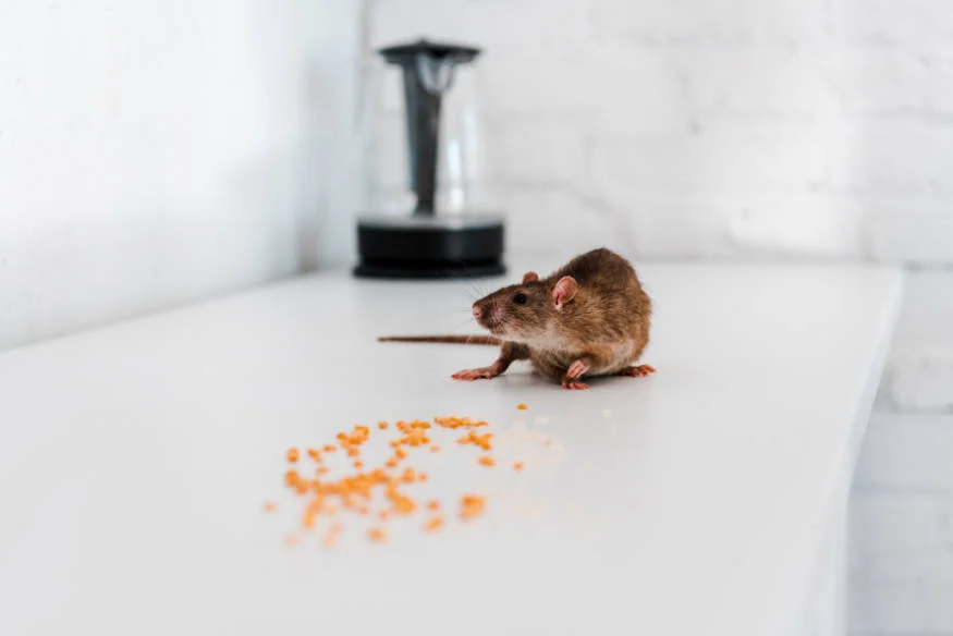 rats attraction food